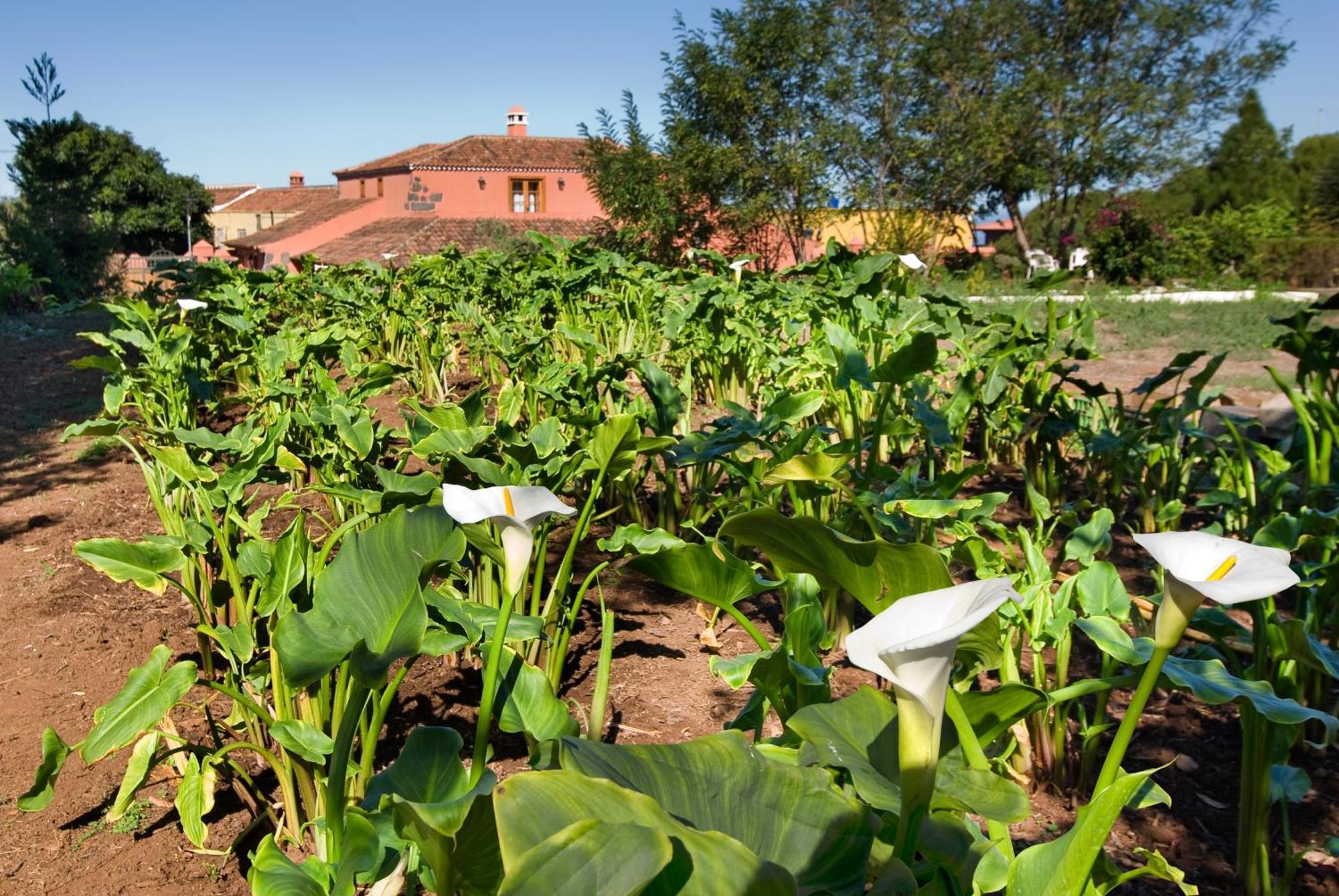 Casa di campagna El Adelantado