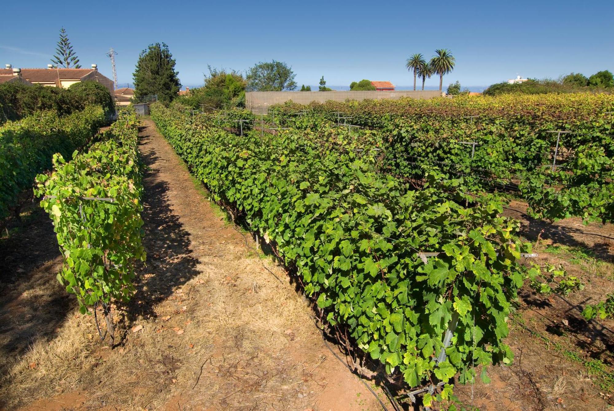 Casa di campagna El Adelantado Tacoronte